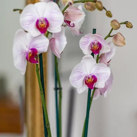 D'hotes Les Cles Des Places 4* Arras